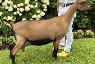 Breed Profile: Oberhasli Goat